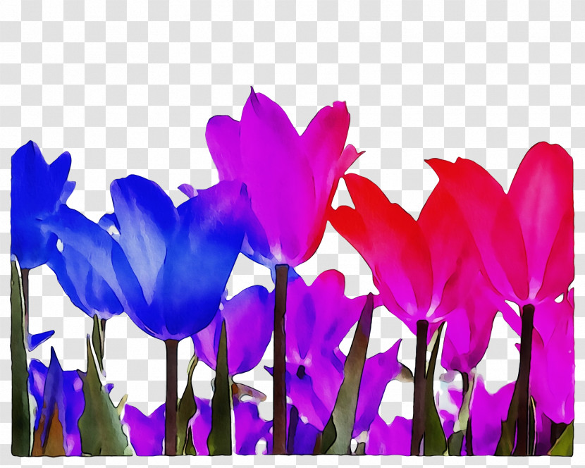 Plant Stem Cyclamen Tulip Cyclamen M Crocus M Transparent PNG