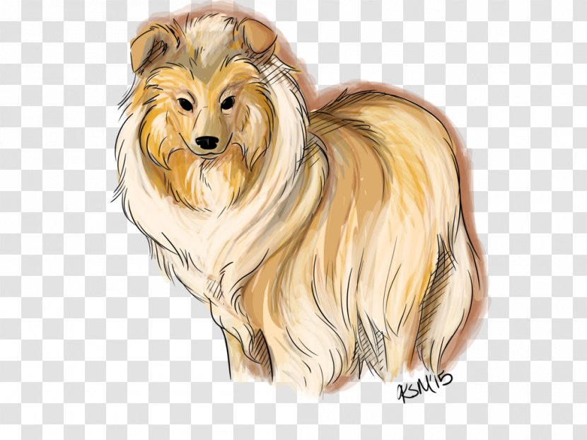 Rough Collie Dog Breed Companion Drawing Transparent PNG