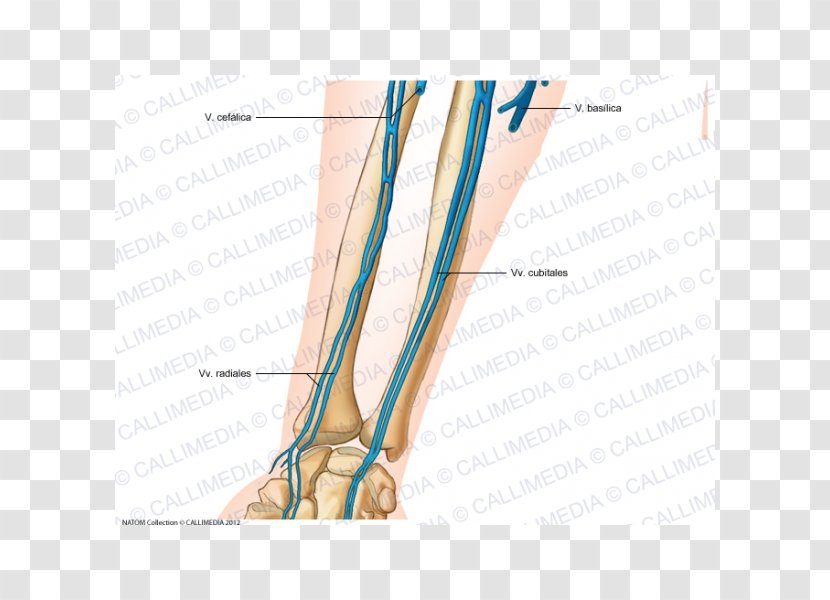 Finger Anterior Compartment Of The Forearm Vein Anatomy - Frame - Arm Transparent PNG