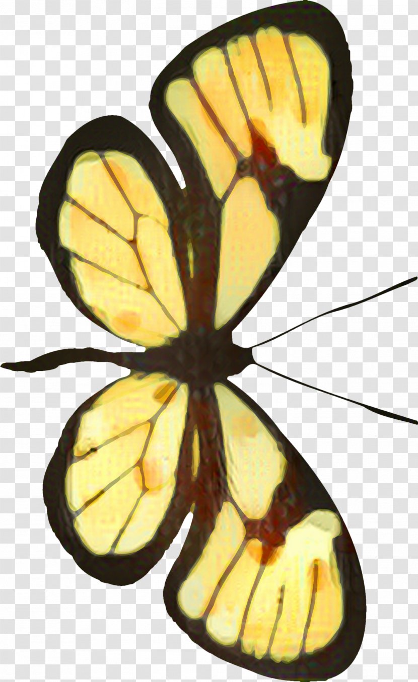 Monarch Butterfly Pieridae Insect Brush-footed Butterflies Moth - Symmetry - Membrane Transparent PNG