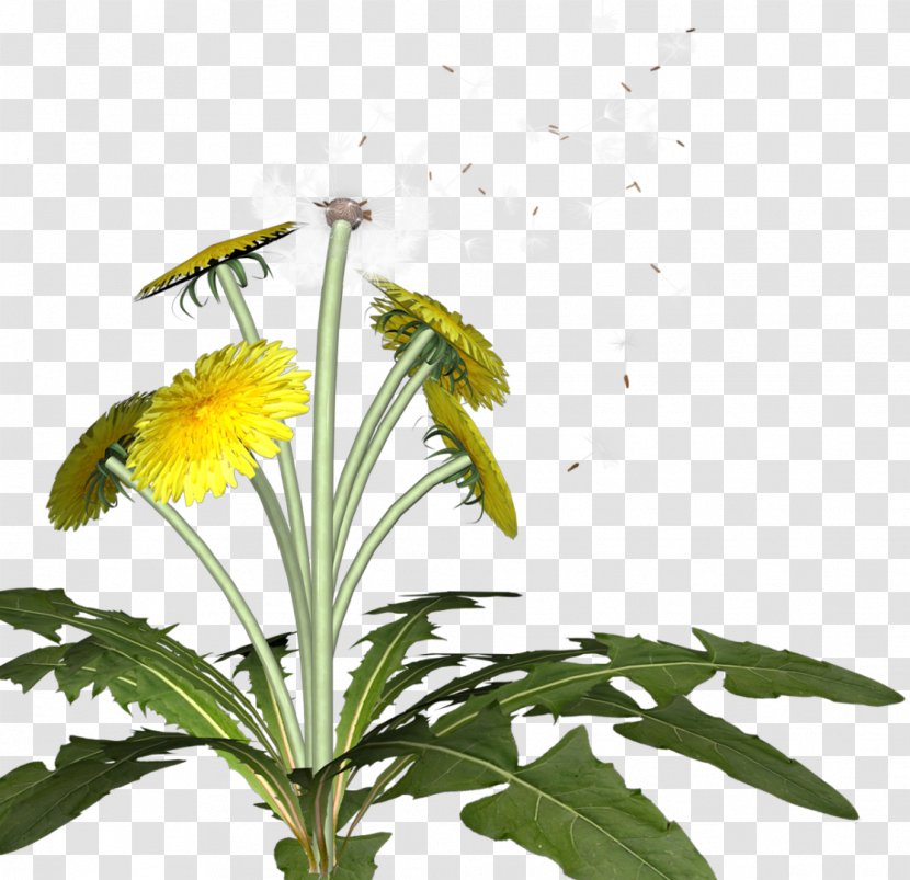 Dandelion Flower Pollinator Insect Plant - Nectar Transparent PNG
