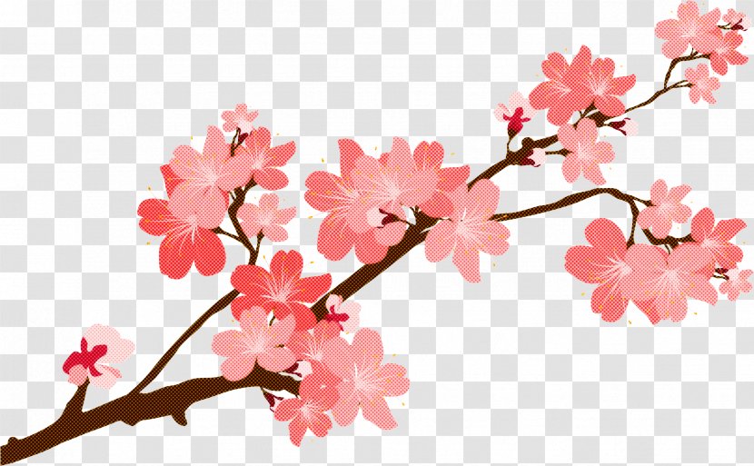 Cherry Blossom - Plant - Twig Tree Transparent PNG