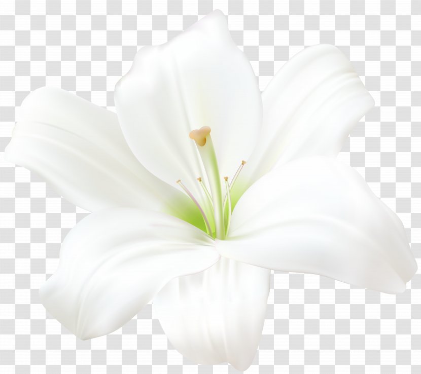 Lilium Candidum Amaryllis Belladonna Flower Clip Art - Cartoon - White Roses Transparent PNG