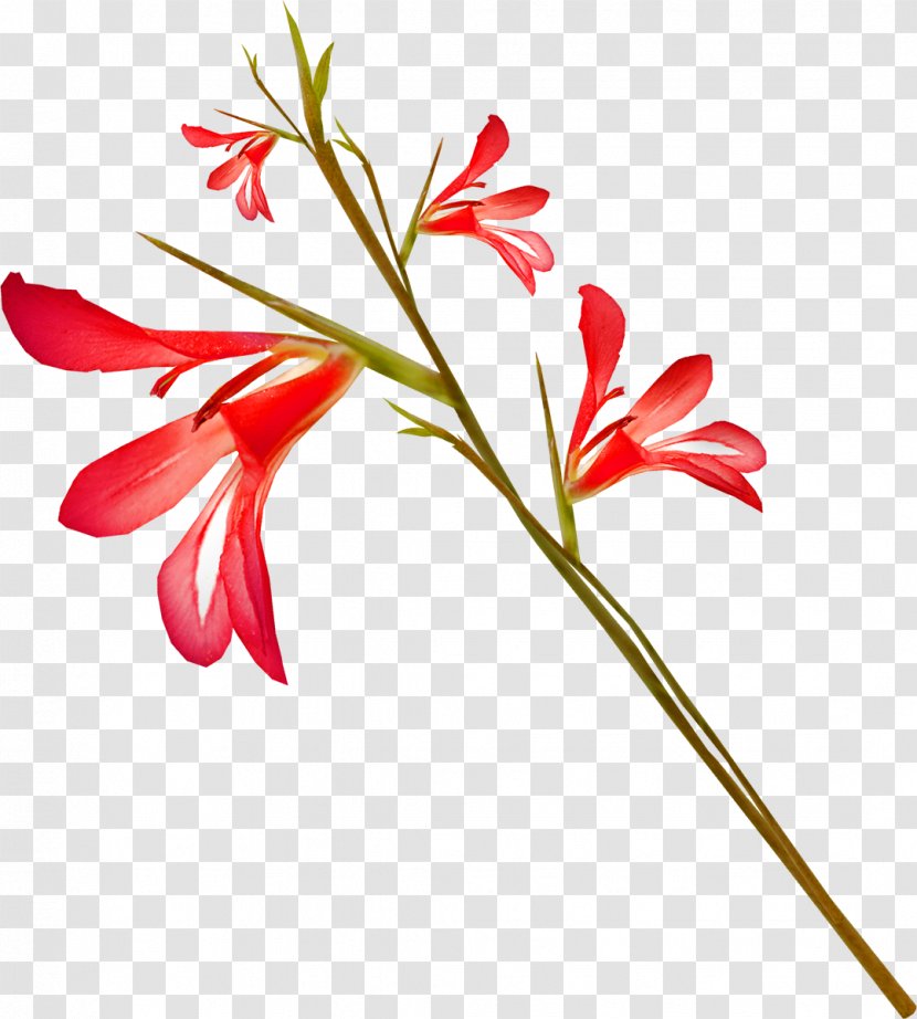 Petal Cut Flowers Gladiolus Floral Design - Drawing Transparent PNG
