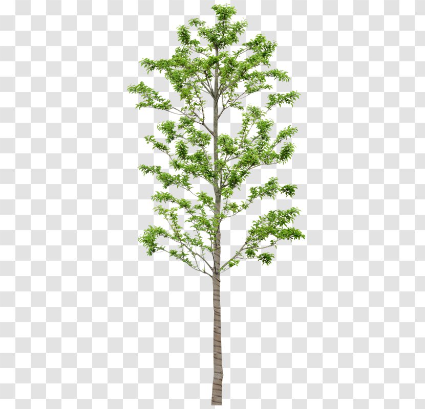 Tree Larch Painting Image Spruce - Plant Stem - Zi Transparent PNG