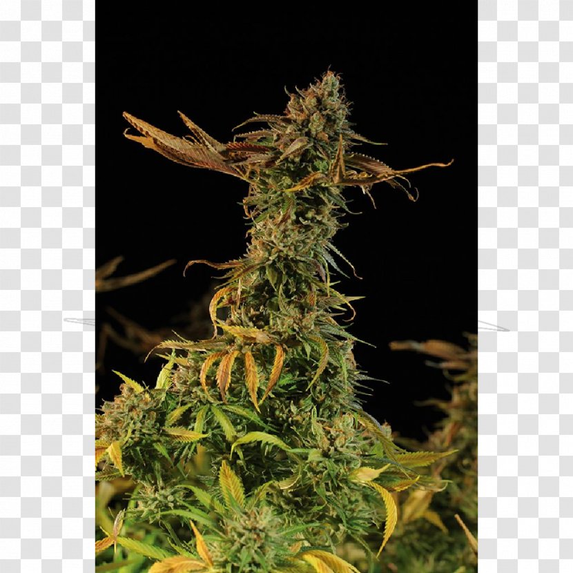 Golden Harvest Cannabis Sativa Plant Seed Bank - Hemp - Blueberry Bush Transparent PNG