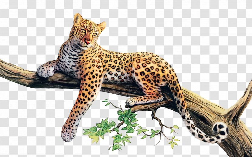 Cats Cartoon - Wild Cat - Cheetah Transparent PNG