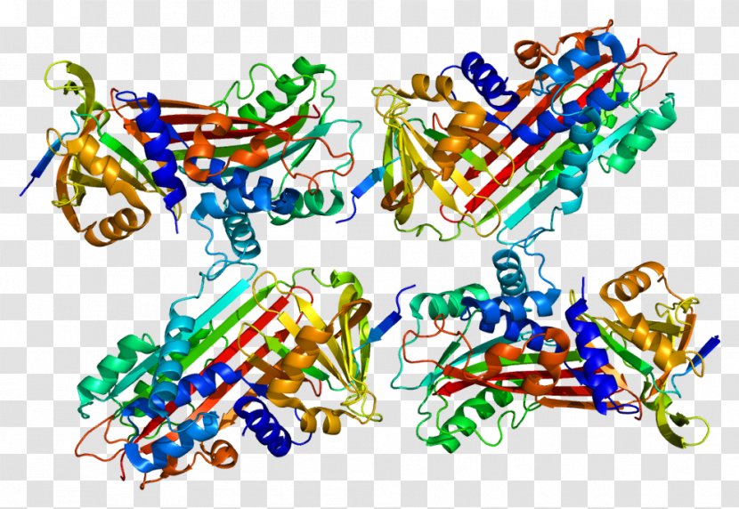 S100A9 S100 Protein C Inhibitor Calgranulin - S100a9 - Gene Transparent PNG