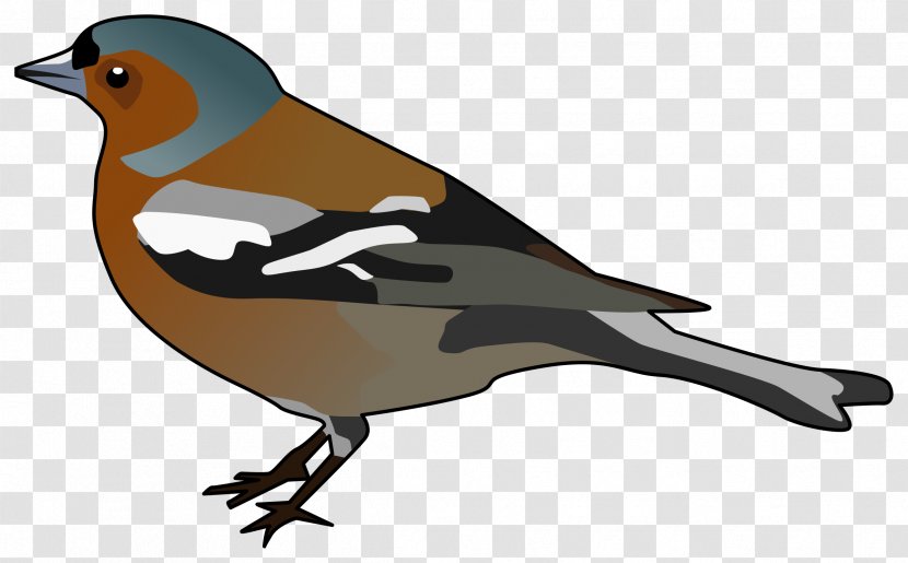 Common Chaffinch Bird Clip Art - Fauna - Clipart Transparent PNG