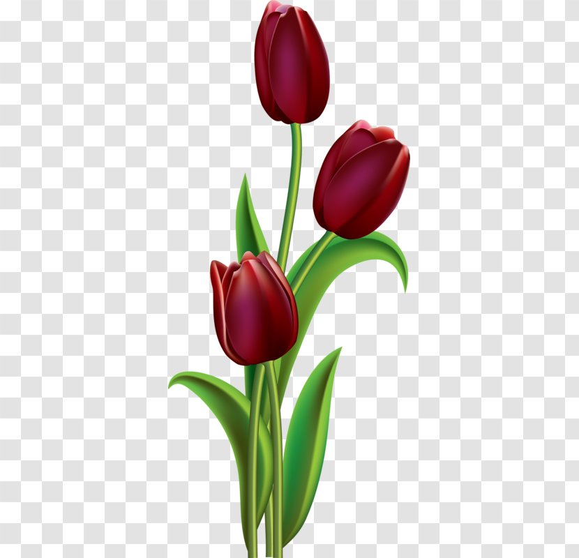 Tulip Flower Painting Floral Design Clip Art - Watercolor Transparent PNG
