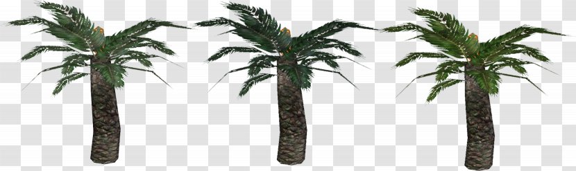 Arecaceae Flowerpot Plant Stem Tree - Palm - Buny Transparent PNG