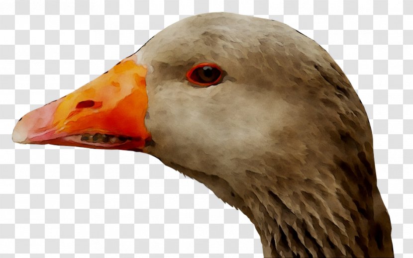 Goose Duck Fauna Neck Beak - Bird Transparent PNG