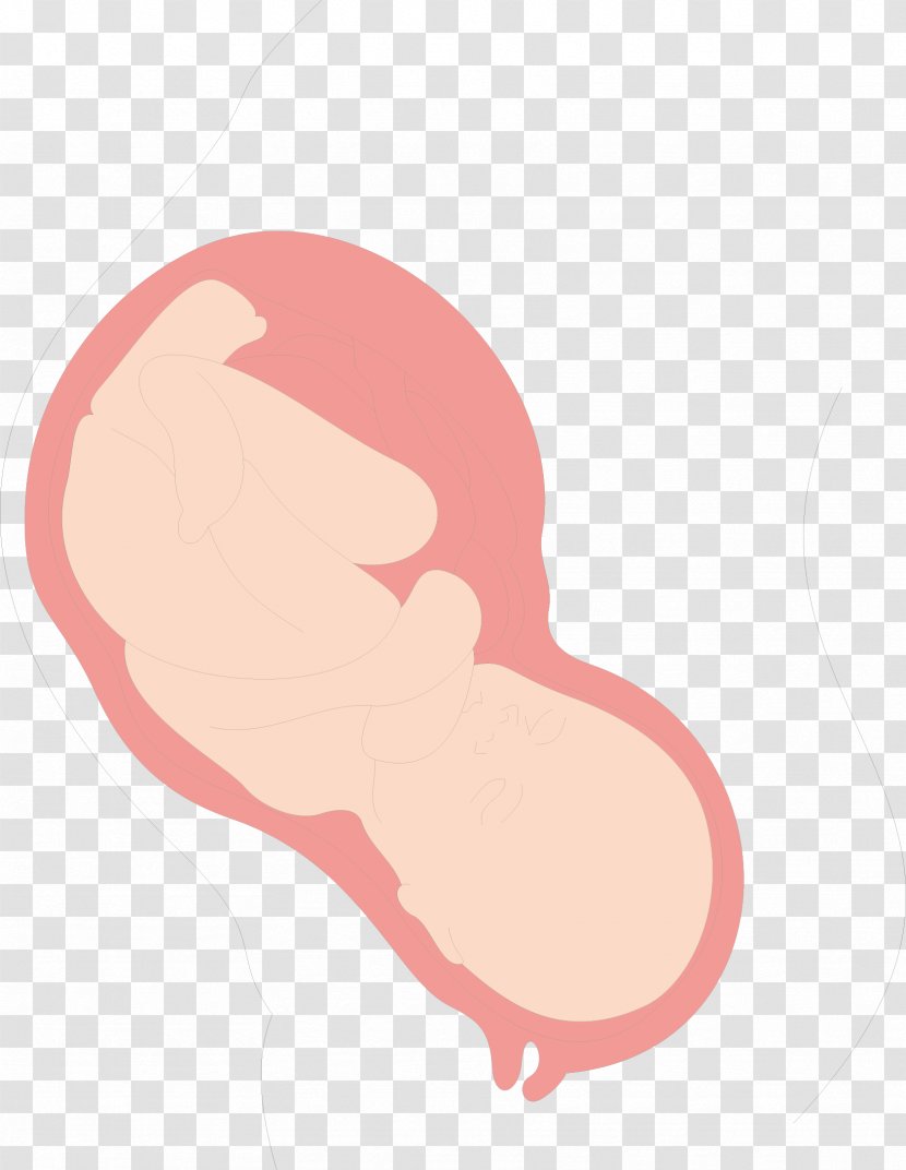 Uterus Clip Art - Silhouette - Womb Baby Transparent PNG