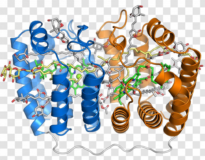 Peridinin-chlorophyll-protein Complex Light-harvesting - Accessory Pigment - Protein Transparent PNG