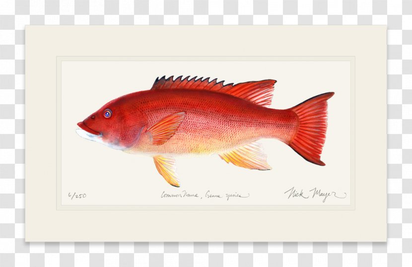 Northern Red Snapper Fish Products - Orange - California Sheephead Transparent PNG