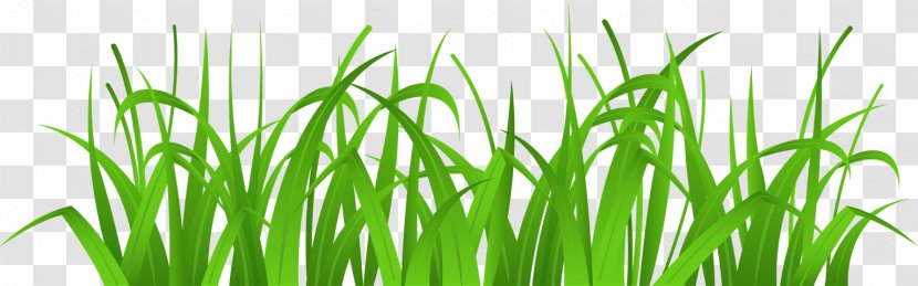 Clip Art Lawn Image Free Content Vetiver - Green - Nature Grass Transparent PNG