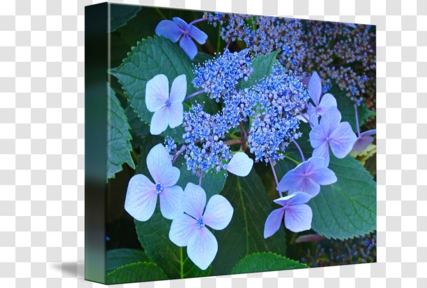 Hydrangea Serrata Flower Plant Gallery Wrap Art Transparent PNG