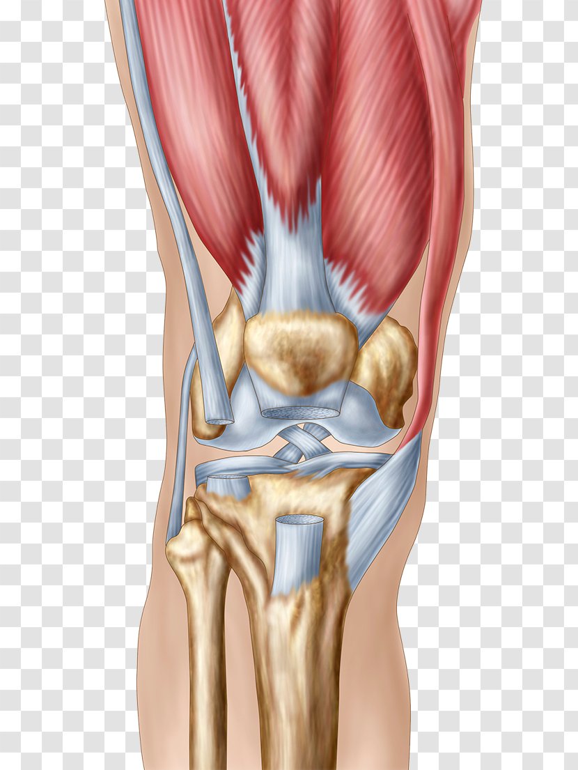 Knee Pain Human Anatomy Patella - Tree - Tendon Tear Transparent PNG
