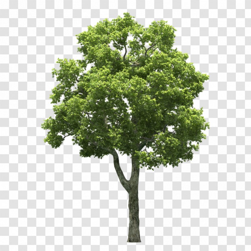 Stock Photography Tree Royalty-free Plant Transparent PNG