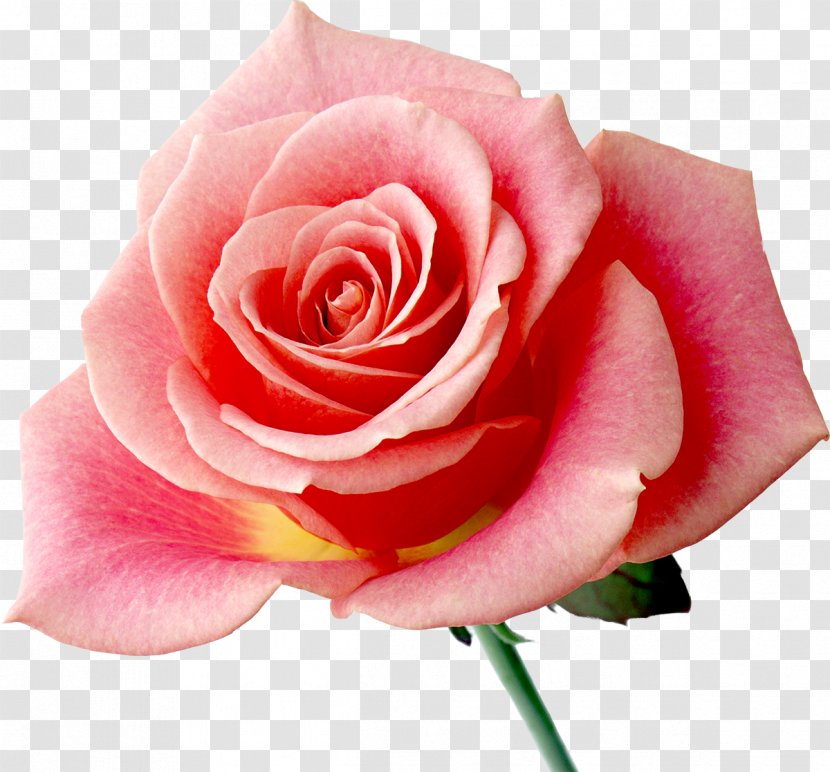 Rainbow Rose Flower Desktop Wallpaper Transparent PNG