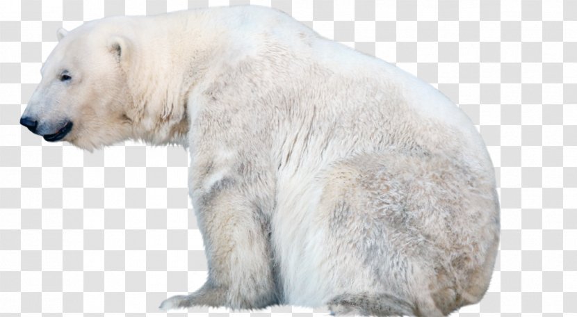 Polar Bear Clip Art Image Transparent PNG