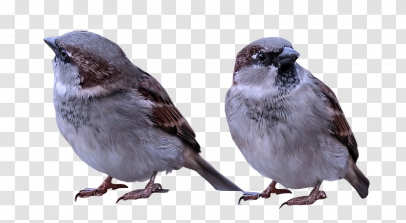 Bird Beak Sparrow House Perching - Junco Songbird Transparent PNG