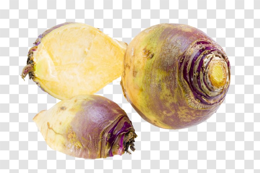Rutabaga Turnip Cabbage Leaf Vegetable - Field Mustard Transparent PNG