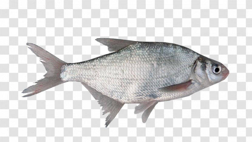 Fish As Food Milkfish Organism Freshwater Transparent PNG
