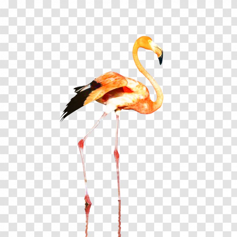 Clip Art Plastic Flamingo Design Paper Drawing - Gift Wrapping - Orange Transparent PNG