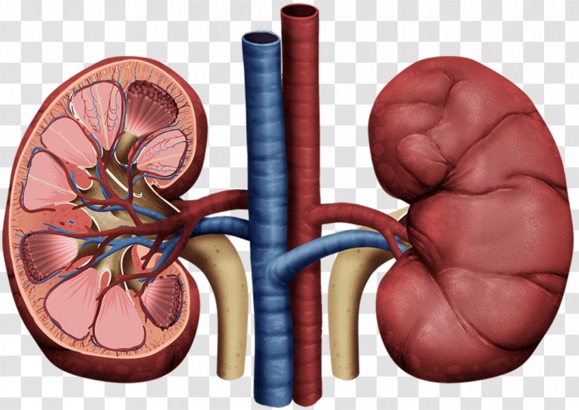 Kidney Failure Membranoproliferative Glomerulonephritis Minimal Change Disease Membranous - Heart Transparent PNG