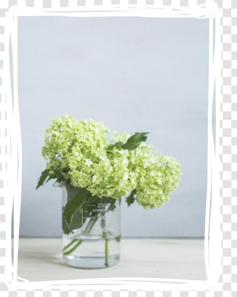 Guelder-rose Cut Flowers Hydrangea Embryophyta - Guelderrose - Viburnum Transparent PNG