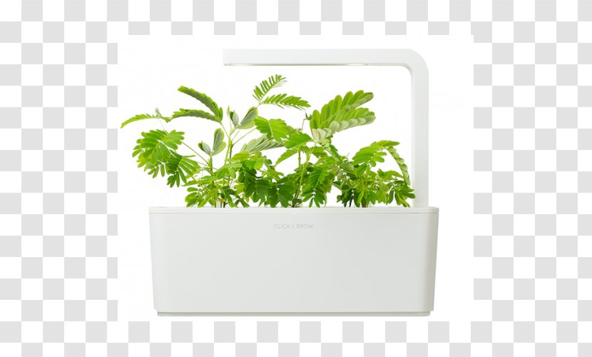Herb Flowerpot Leaf Vegetable Mimosa Pudica Transparent PNG