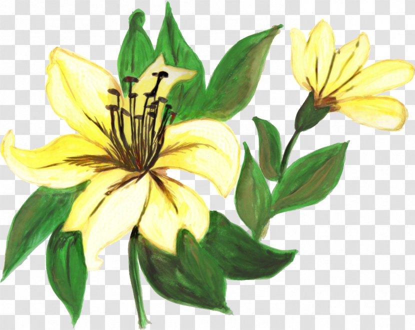 Drawing Of Family - Plant - Lily Transparent PNG