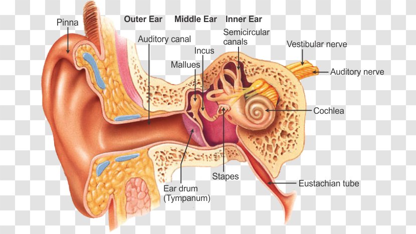 Outer Ear Otorhinolaryngology Anatomy Throat - Cartoon Transparent PNG