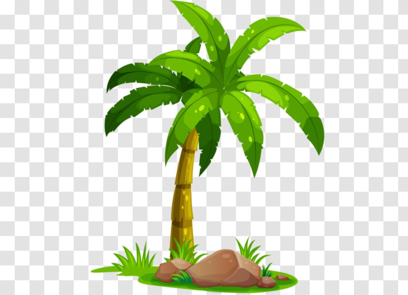 Coconut Arecaceae Tree - Plant Stem Transparent PNG