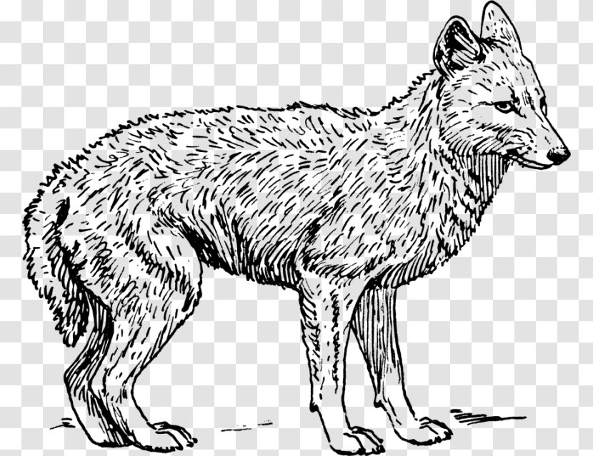 Gray Wolf Coyote Black-backed Jackal Drawing - Tail Transparent PNG