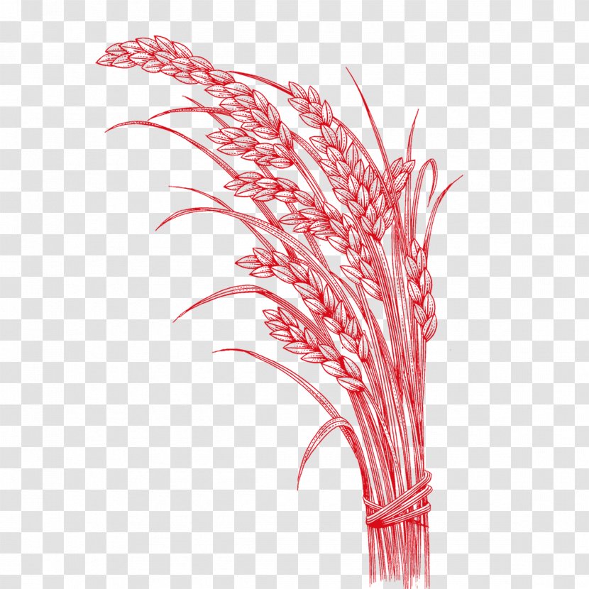 Rice Oryza Sativa - Wheat Transparent PNG