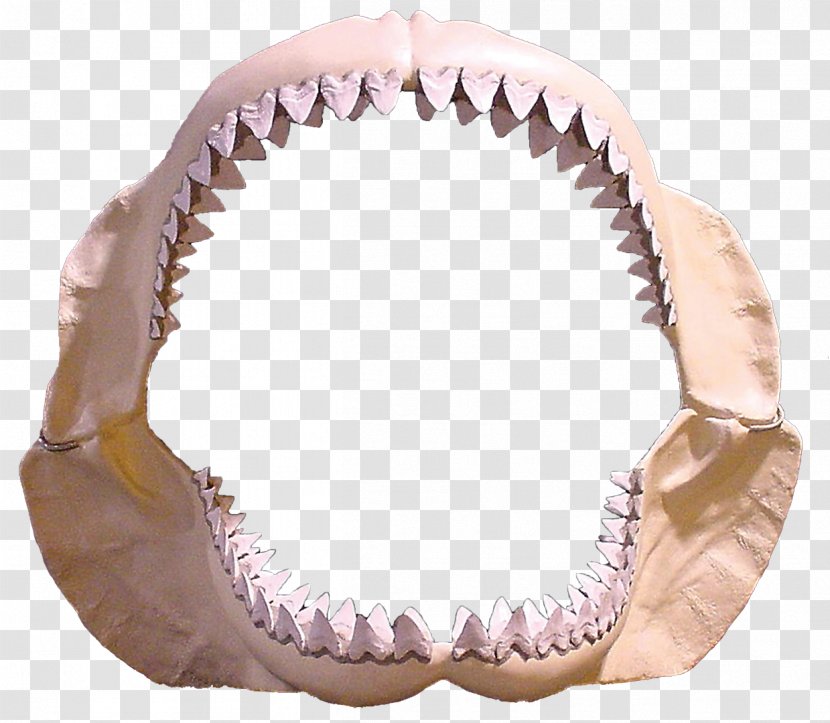 Shark Jaws Megalodon Great White Tooth - Bone Transparent PNG
