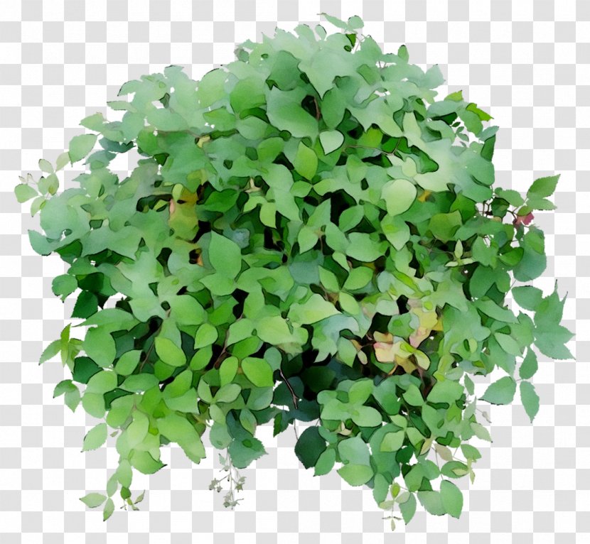 Leaf Herb Groundcover - Plant - Flowering Transparent PNG