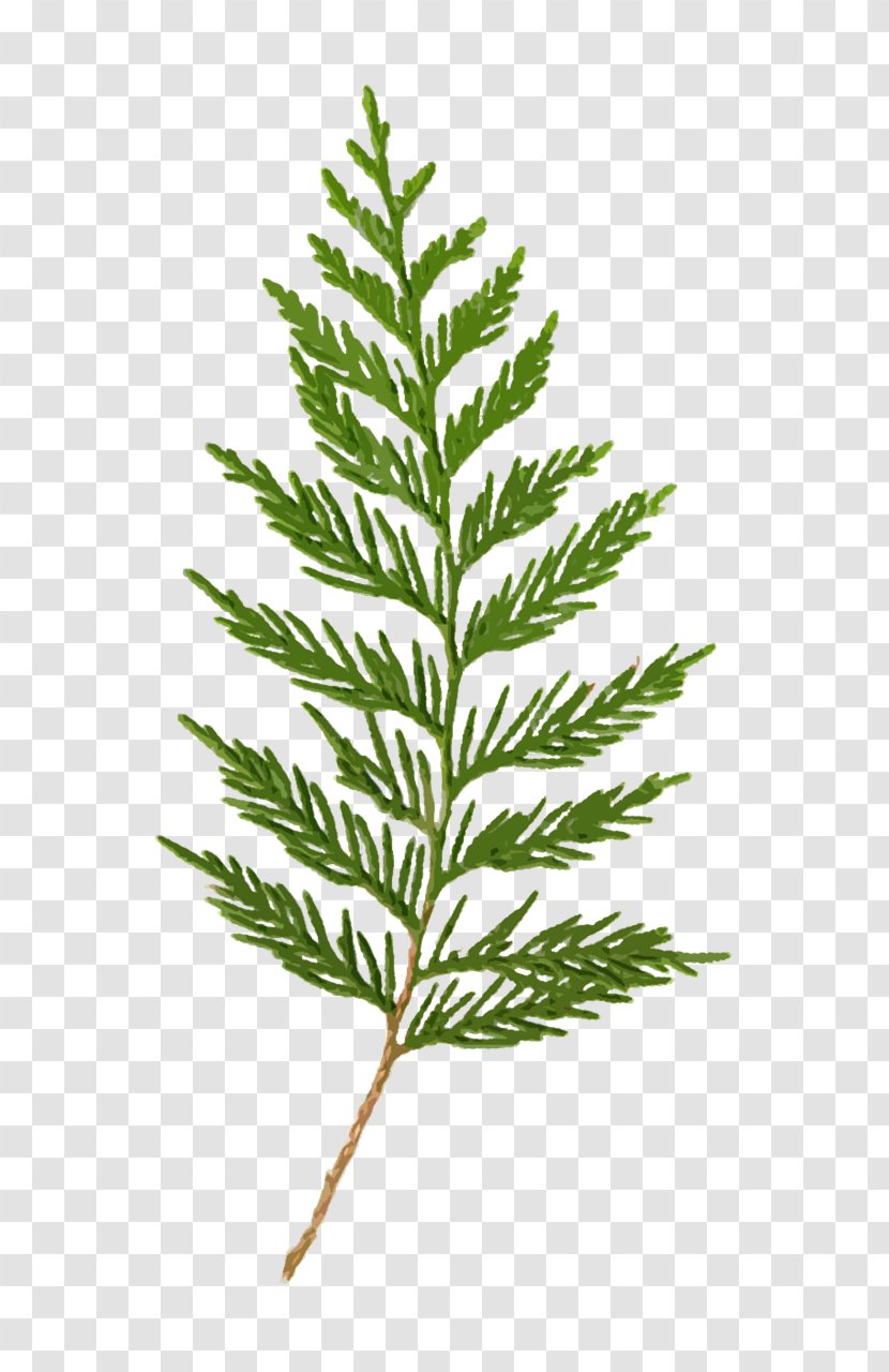 Clip Art Renton Cedar River Vector Graphics - Flowering Plant - Su Sediri Decurrens Transparent PNG