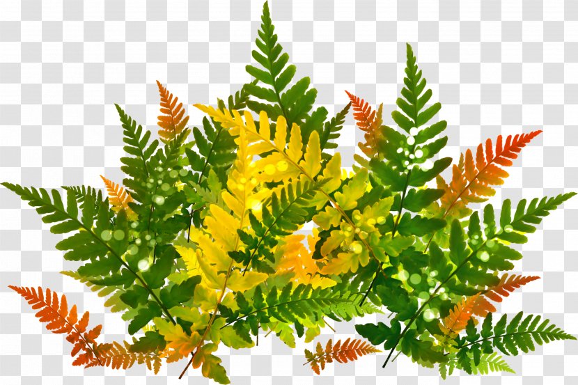 Leaf - Plant - Priroda Transparent PNG