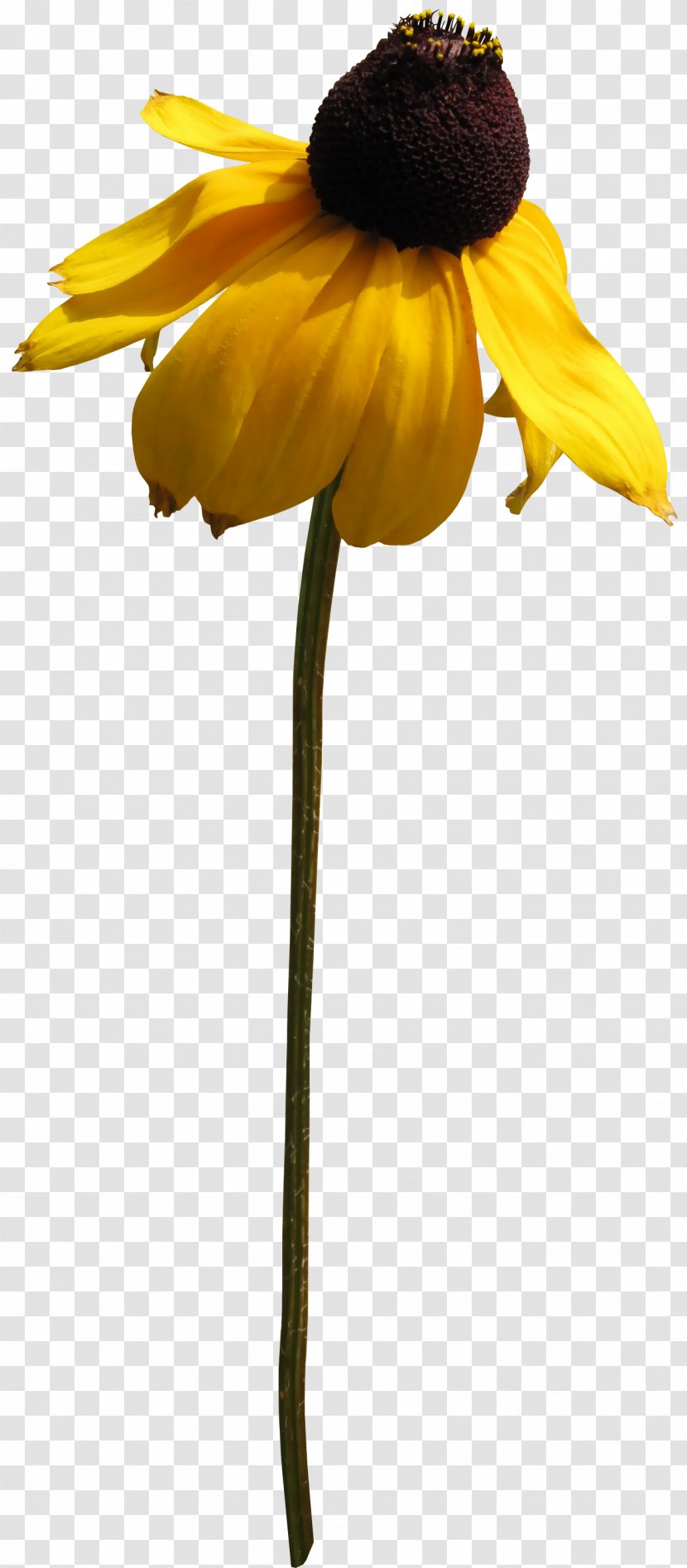 Chrysanthemum Indicum Euclidean Vector Flower Transparent PNG