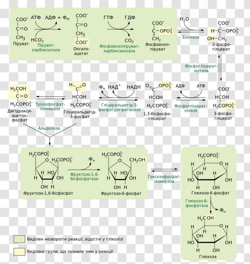 Gluconeogenesis Carbohydrate Metabolism Cori Cycle Pyruvic Acid - Glycogenolysis Transparent PNG