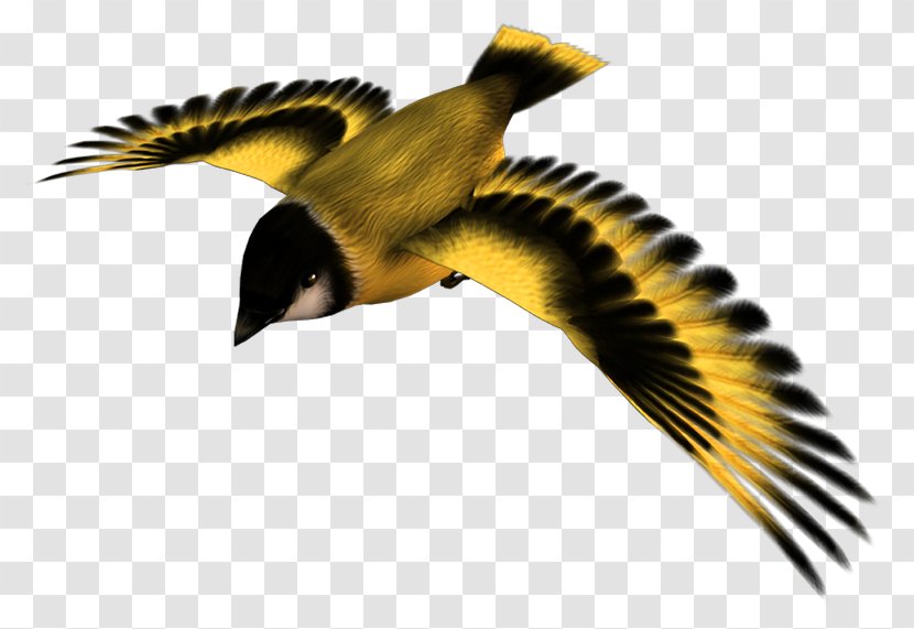 Bird Flight - Wing - Yellow Transparent PNG
