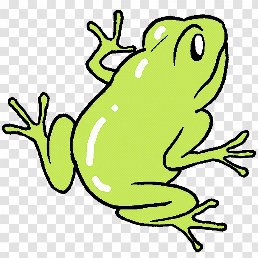 Toad True Frog Tree Frog Amphibians Frogs Transparent PNG