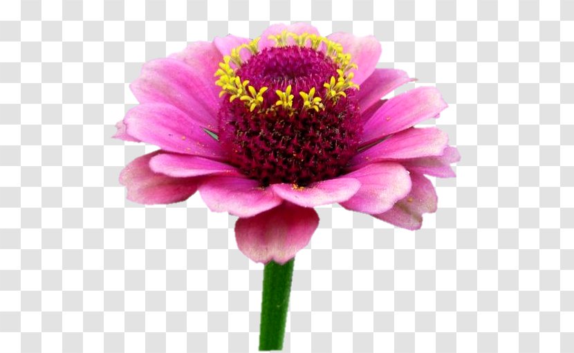 Transvaal Daisy Garden Cosmos Cut Flowers Chrysanthemum Pink M Transparent PNG