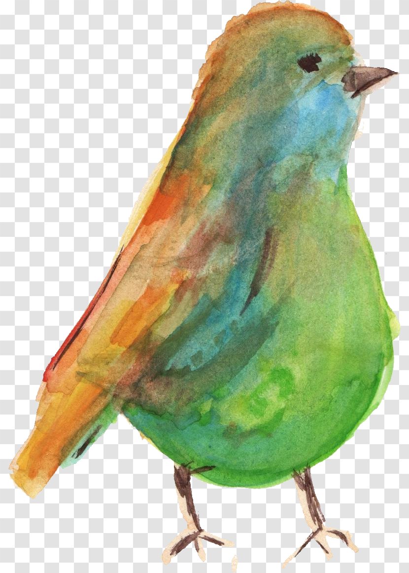 Bird Watercolor Painting - Finch Transparent PNG