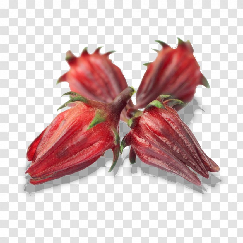 Flower Red Plant Hibiscus Amaryllis Belladonna - Hippeastrum Petal Transparent PNG