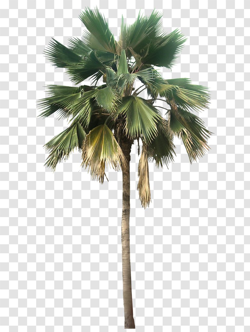 Washingtonia Robusta Filifera Pritchardia Pacifica Arecaceae - Areca Nut - Transparent Palm Tree Great Looking Desert Plants Image Transparent PNG