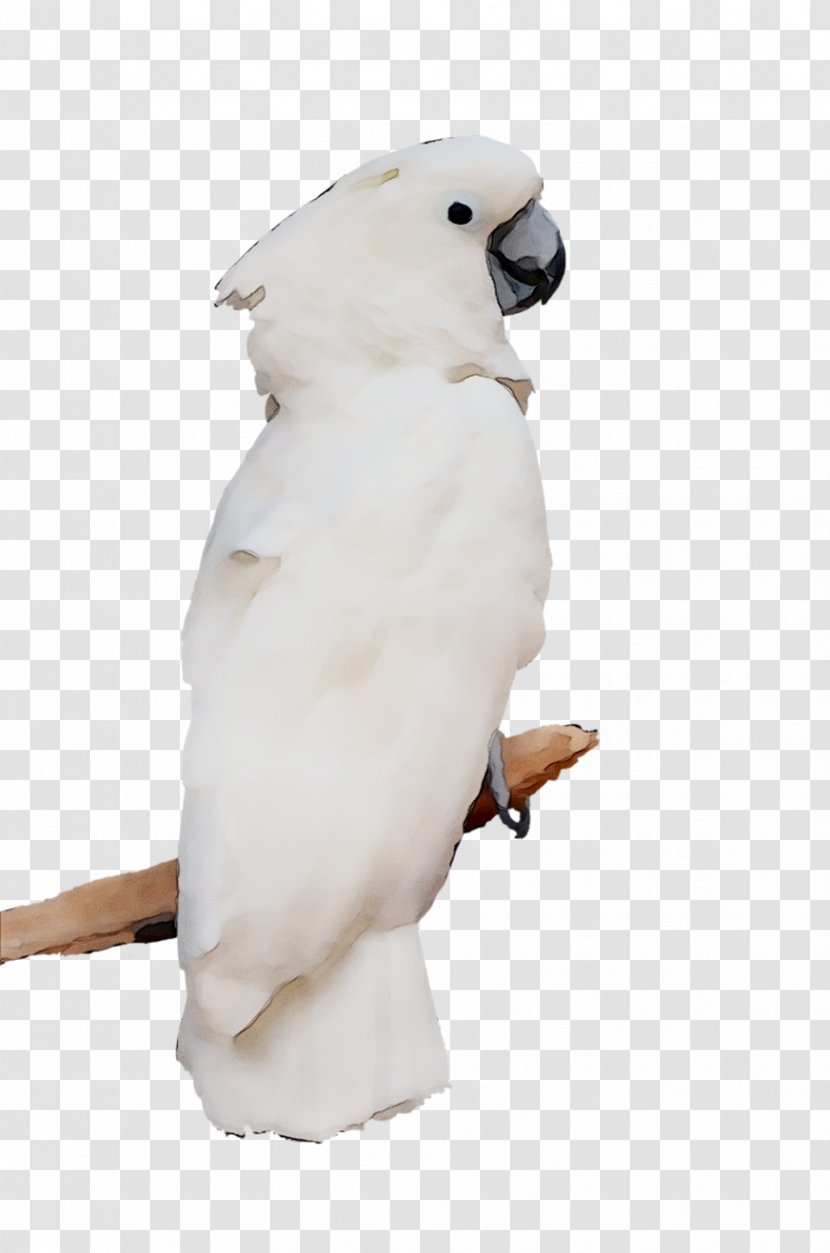 Sulphur-crested Cockatoo Beak Neck Fauna - Sulphurcrested - Vertebrate Transparent PNG